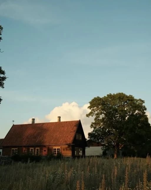 Ett rött trähus och ett stort träd i kvällssol